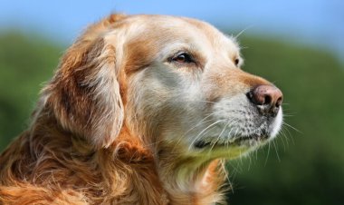 Recomendaciones para evitar golpes de calor en perros