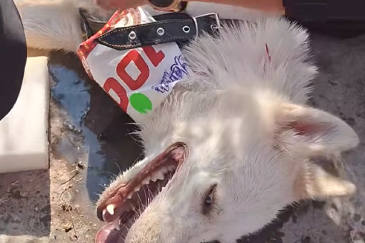 Sujeto abandona a su perro con golpe de calor en carrera en San Luis Potosí