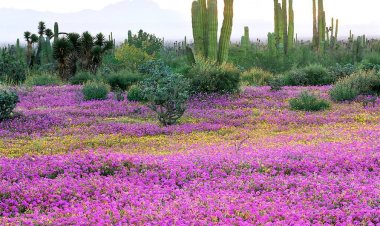 Galería: Llega la primavera a diferentes puntos de México