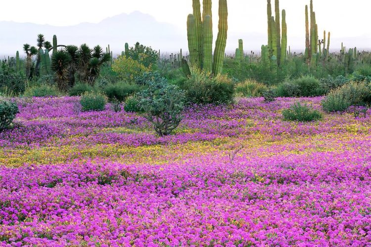 Galería: Llega la primavera a diferentes puntos de México