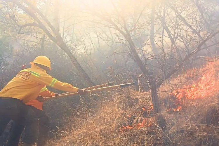 Incendio forestal en Oaxaca dejan dos muertos; hay ocho siniestros activos en ese estado