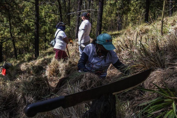 Colectivos de búsqueda encuentran restos óseos posiblemente humanos en el Ajusco