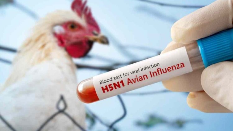 Autoridades sanitarias confirman muerte de niña diagnosticada con primer caso de gripe aviar en México