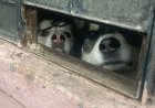 Durante un cateo rescatan a dos perritos que sufrían maltrato en Naucalpan