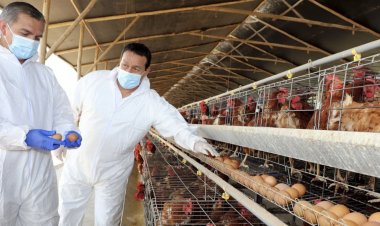 México detiene importación de productos avícolas provenientes de Brasil por gripe aviar