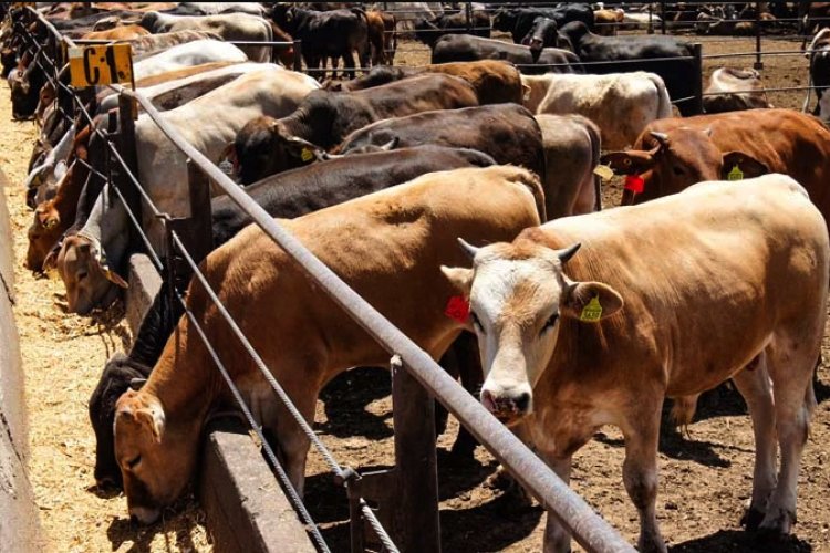 Bloqueo ganadero de EEUU hará perder más de 5 millones de dólares a ganaderos mexicanos