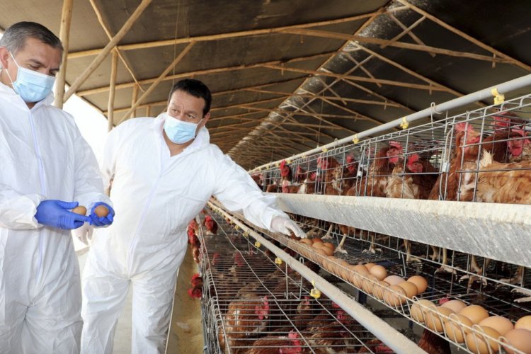 México detiene importación de productos avícolas provenientes de Brasil por gripe aviar