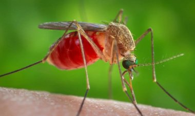 EE. UU. confirma casos de Virus del Nilo con riesgo neurológico