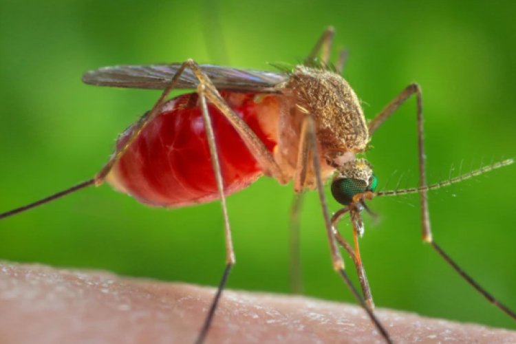 EE. UU. confirma casos de Virus del Nilo con riesgo neurológico