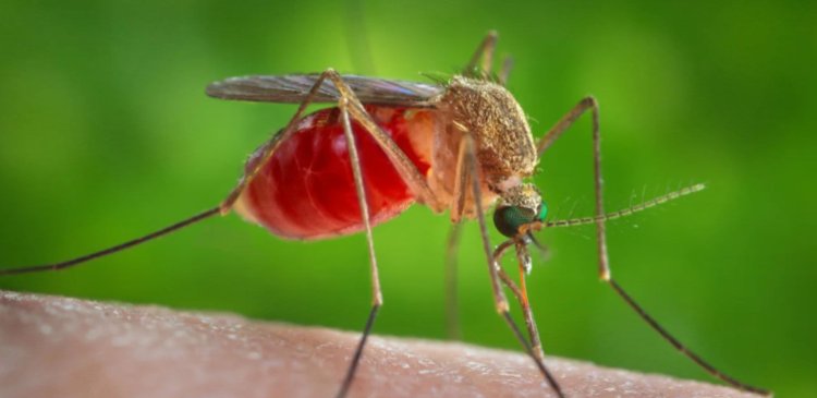 EE. UU. confirma casos de Virus del Nilo con riesgo neurológico