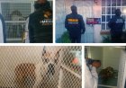 Rescatan dos perritos que sufrían maltrato animal en un domicilio en Chalco
