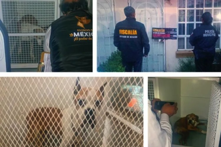 Rescatan dos perritos que sufrían maltrato animal en un domicilio en Chalco