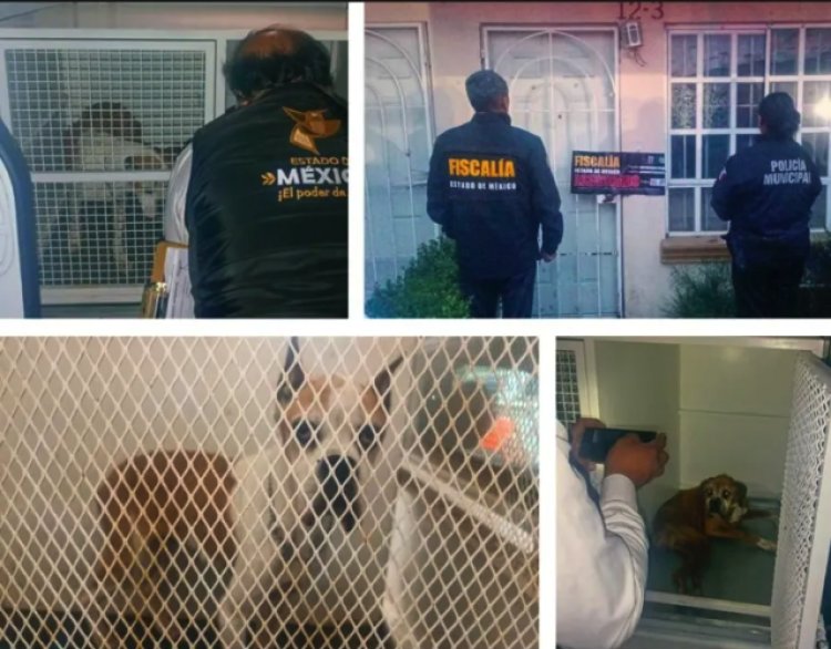 Rescatan dos perritos que sufrían maltrato animal en un domicilio en Chalco