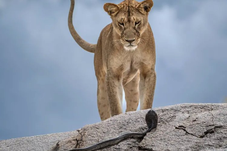 Galería: Imágenes de los premios Fotógrafo de la Vida Silvestre 2025