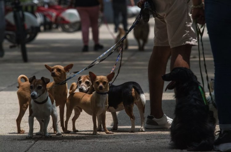 Proponen protocolo oficial para proteger a animales de compañía durante emergencias en la CDMX