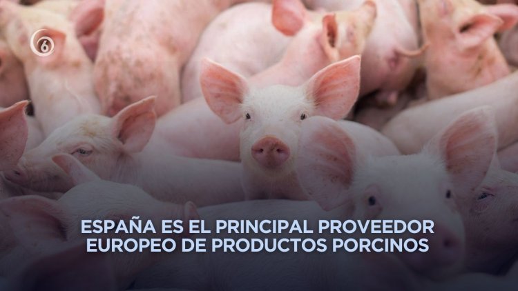Alertan por peste porcina; México bloquea importación de carne de cerdo española