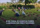 Informalidad domina el empleo agrícola en México y América Latina