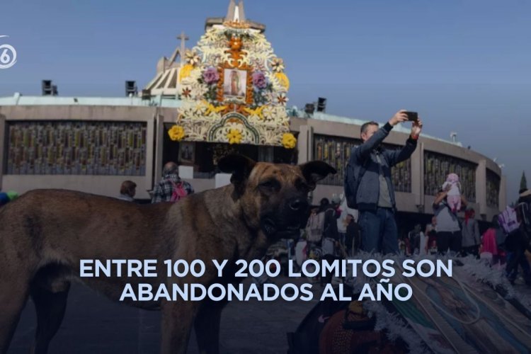 Implementan operativo para rescatar perritos abandonados por peregrinos