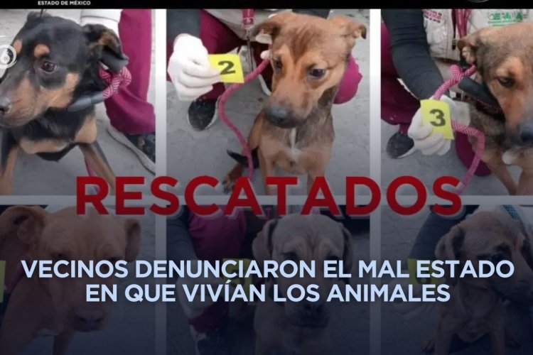 Rescatan a perritos en Ixtapaluca que presuntamente sufrían maltrato