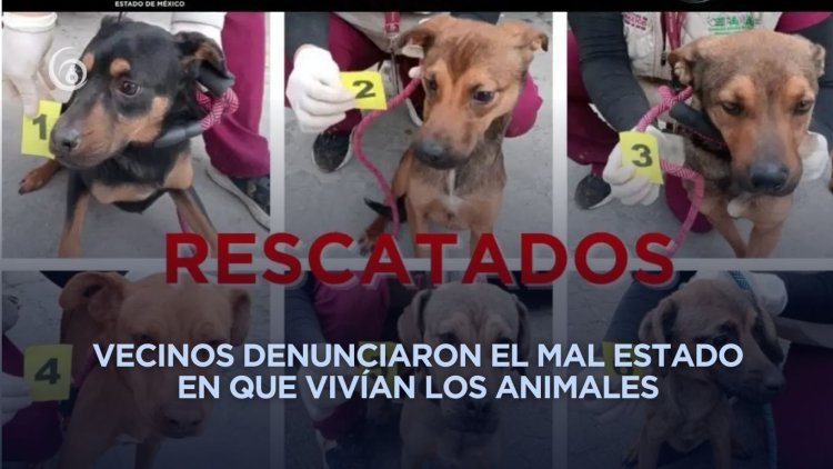 Rescatan a perritos en Ixtapaluca que presuntamente sufrían maltrato