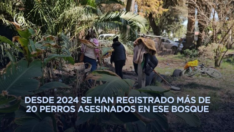 Vuelve a aparecer un perrito muerto y torturado en el bosque de Nativitas