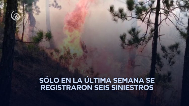 Más de 51 incendios forestales se han registrado en Veracruz en 2026