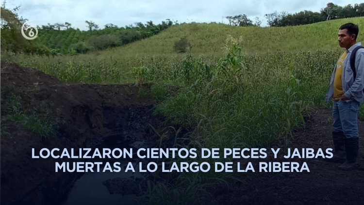 Alerta ambiental en Cazones; reportan mortandad de peces y rastros de hidrocarburo