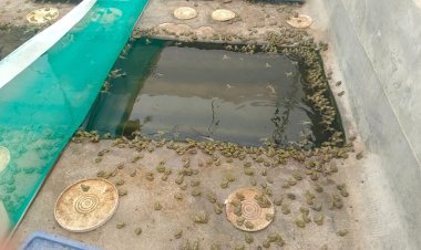 Sin fertilizante subsidiado, campesinos crean alternativas para mantener sus cultivos